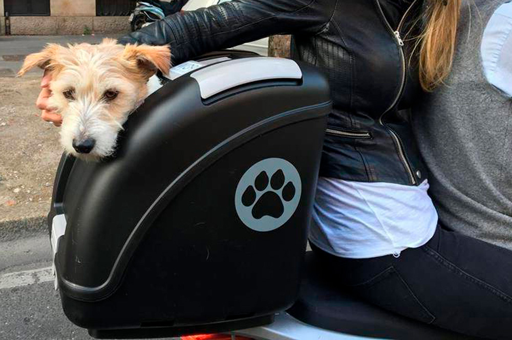 Como llevar un perro o gato en moto